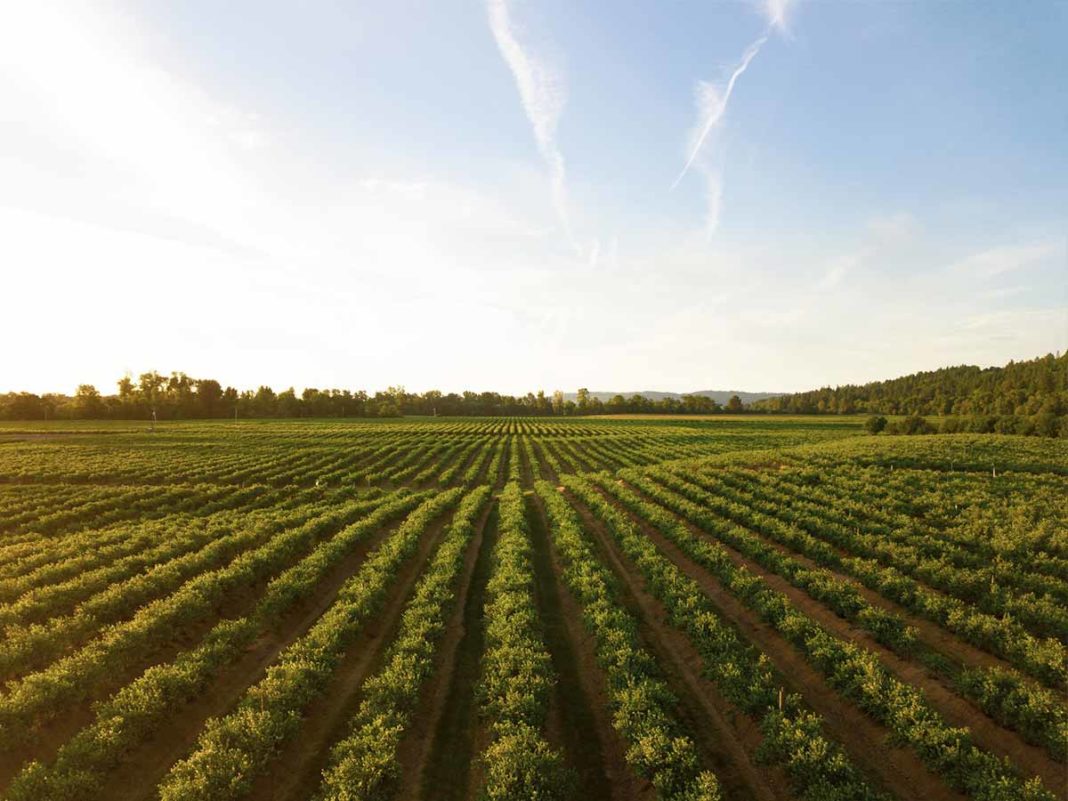 Italia modello agricolo