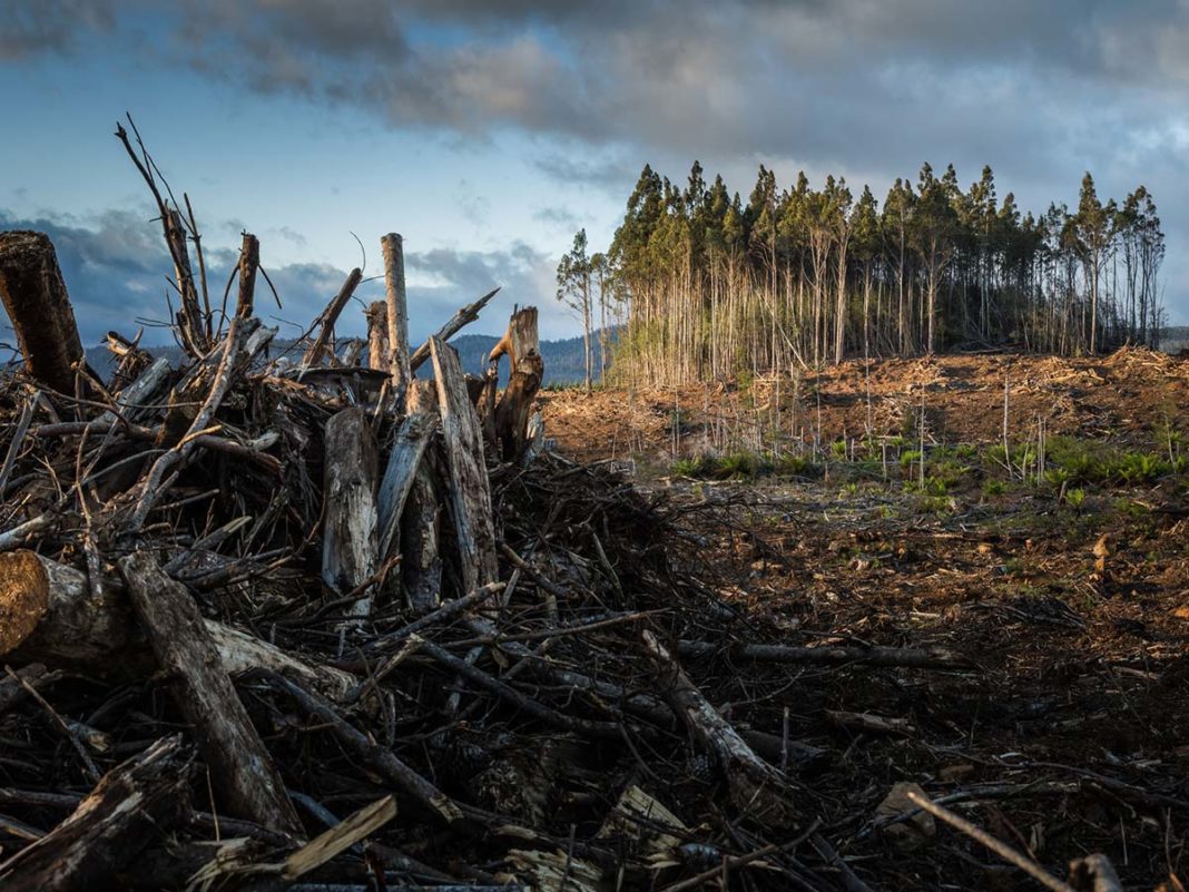 finanziamento foreste