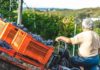 legge di bilancio agricoltura