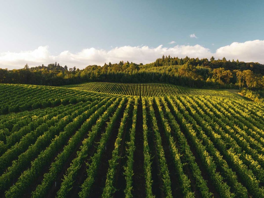 DL Sostegni bis: 2 miliardi di euro e semplificazioni per il settore agroalimentare