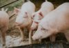 MIPAAF: 50 milioni di euro a sostegno della filiera suinicola
