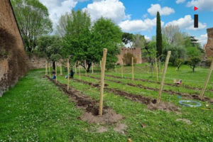 Azienda vitivinicola Cincinnato-un-vigneto-sul-Colle Palatino