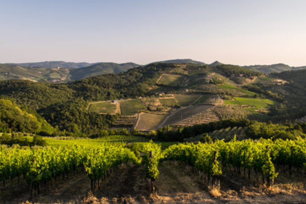 Agroalimentare,-95-milioni-per-investimenti-su-filiera-del-vino