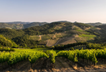 Agroalimentare,-95-milioni-per-investimenti-su-filiera-del-vino