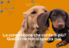 Ecotel Italia scende in campo contro l’abbandono degli animali